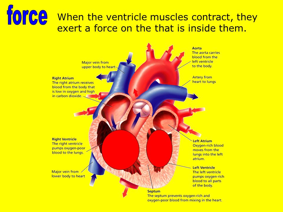 When the ventricle muscles contract, they exert a force on the that is inside them.