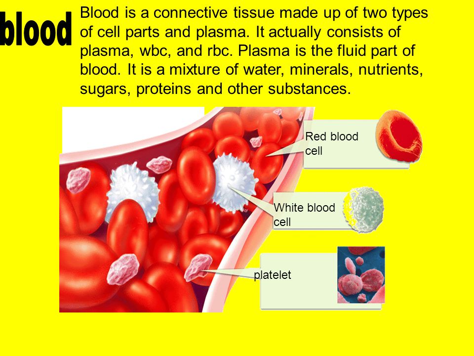 Blood is a connective tissue made up of two types of cell parts and plasma.
