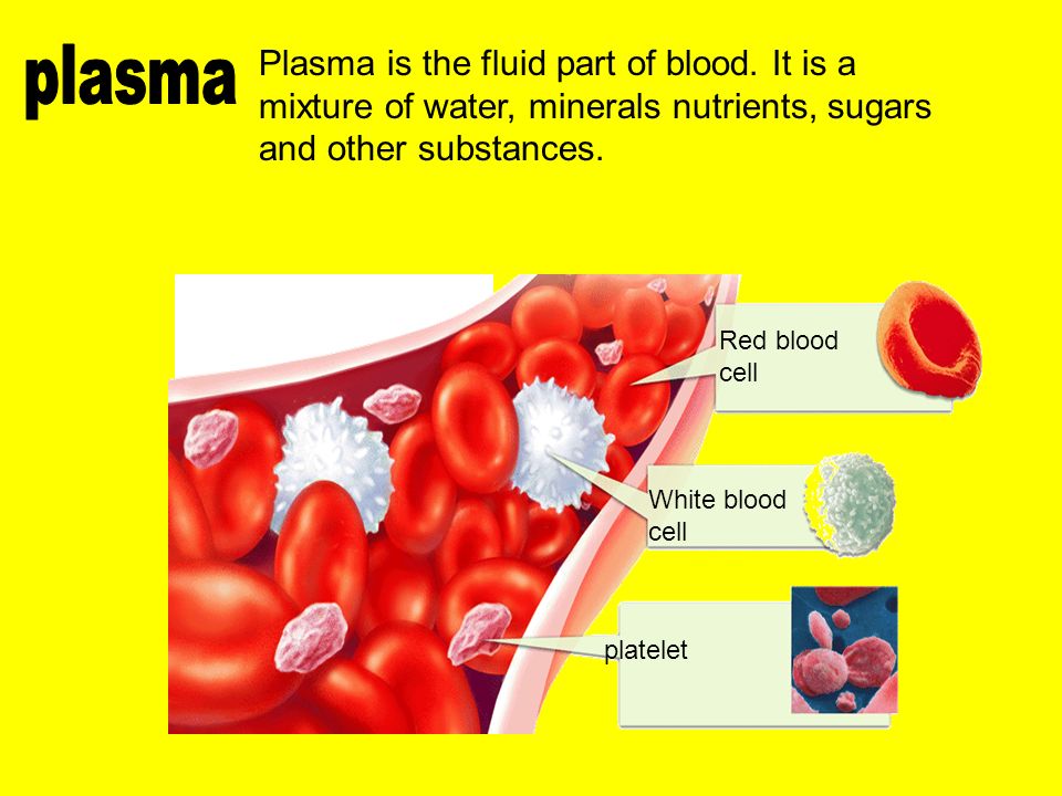 platelet White blood cell Red blood cell Plasma is the fluid part of blood.