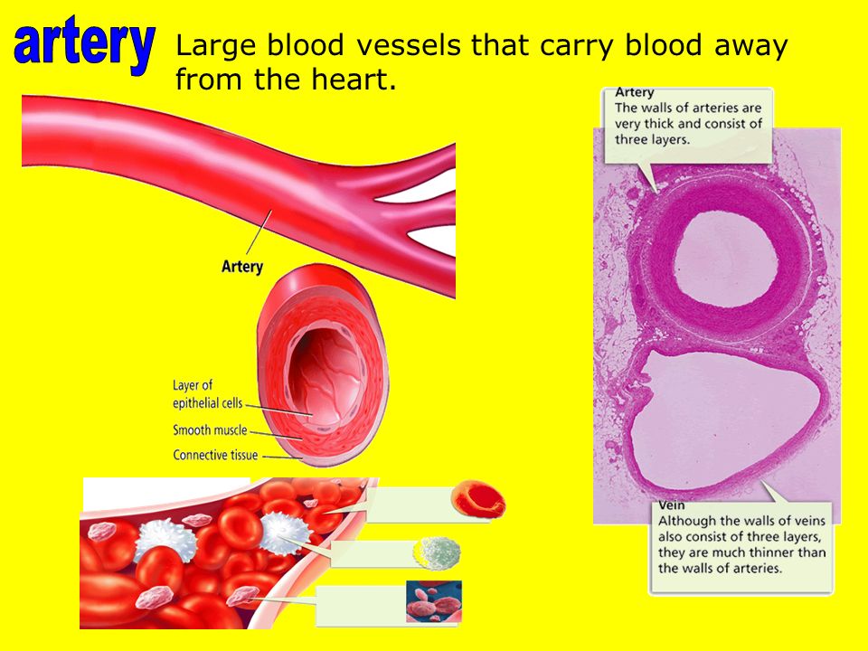 Large blood vessels that carry blood away from the heart.