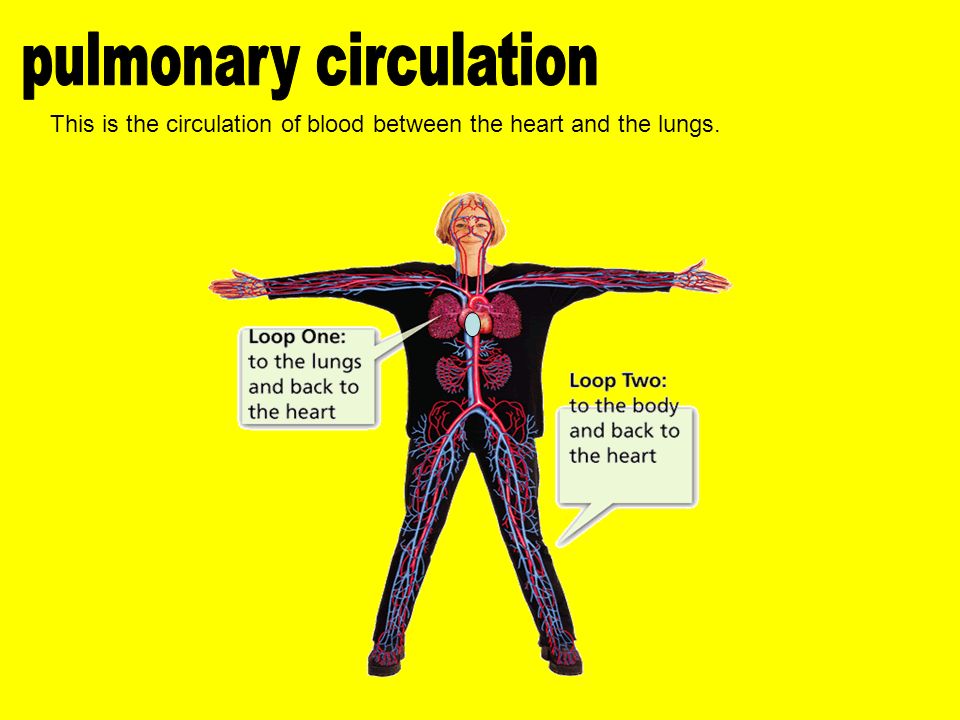 This is the circulation of blood between the heart and the lungs.