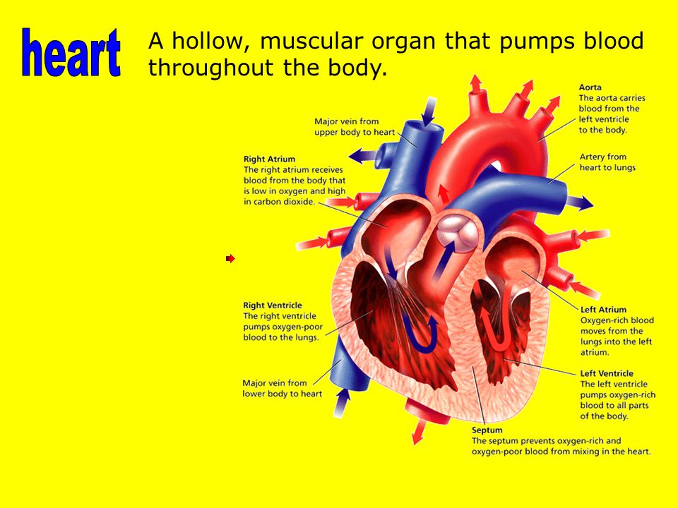 A hollow, muscular organ that pumps blood throughout the body.