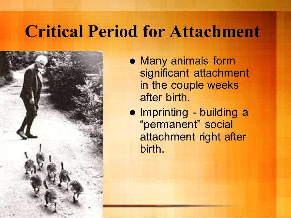 Critical Period for Attachment Many animals form significant attachment in the couple weeks after birth.