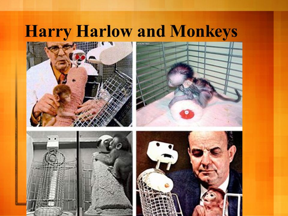 Harry Harlow and Monkeys