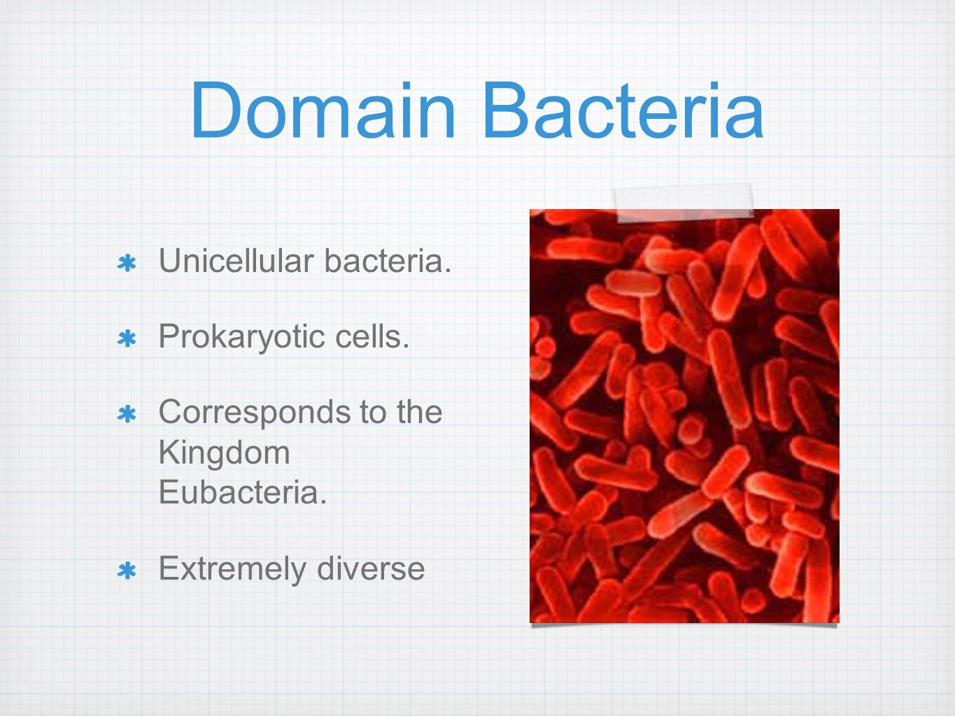 Domain Bacteria Unicellular bacteria. Prokaryotic cells.