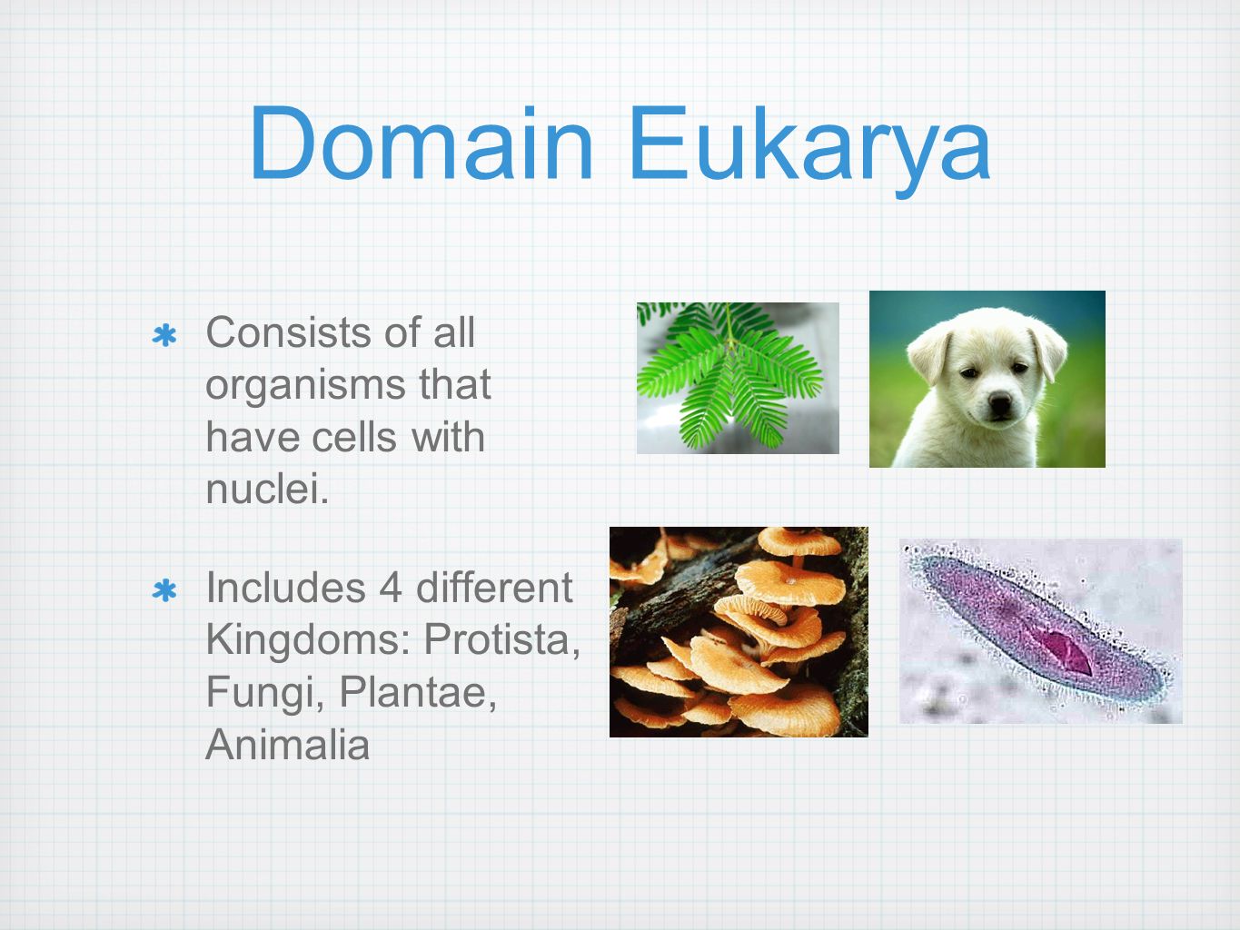 Domain Eukarya Consists of all organisms that have cells with nuclei.