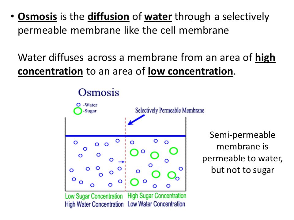 cell membrane,cell nucleus presentation on theme: "cell membrane (transport) notes cell