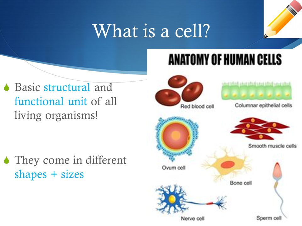 an analysis of the cell the fundamental structural unit of all living organisms an analysis of the cell the fundamental structural unit of all living organisms