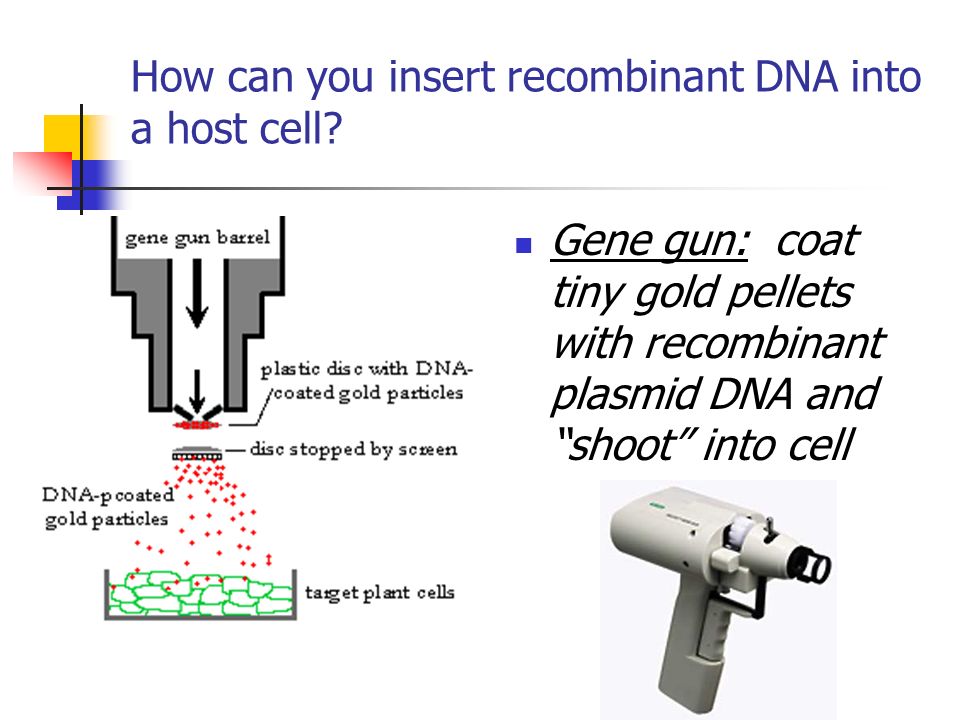 How can you insert recombinant DNA into a host cell.