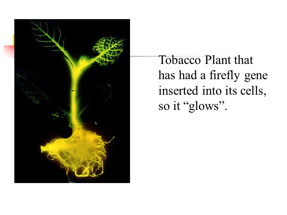 Tobacco Plant that has had a firefly gene inserted into its cells, so it glows .