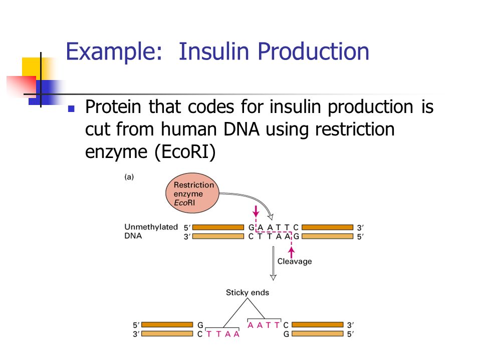 Example: Insulin Production Protein that codes for insulin production is cut from human DNA using restriction enzyme (EcoRI)