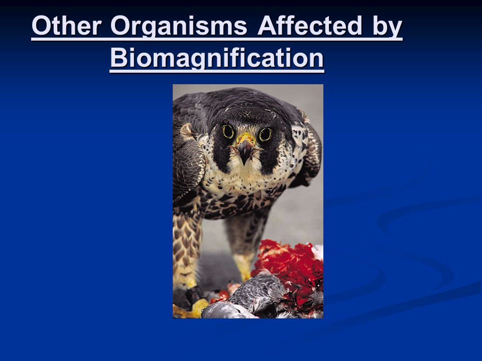 Other Organisms Affected by Biomagnification