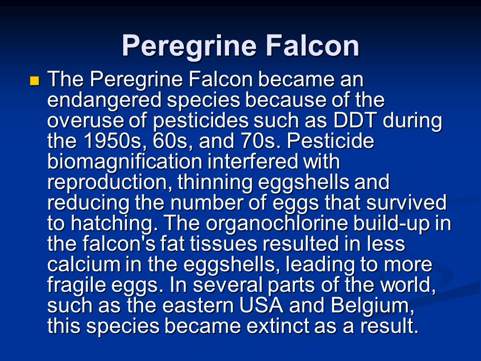 Peregrine Falcon The Peregrine Falcon became an endangered species because of the overuse of pesticides such as DDT during the 1950s, 60s, and 70s.