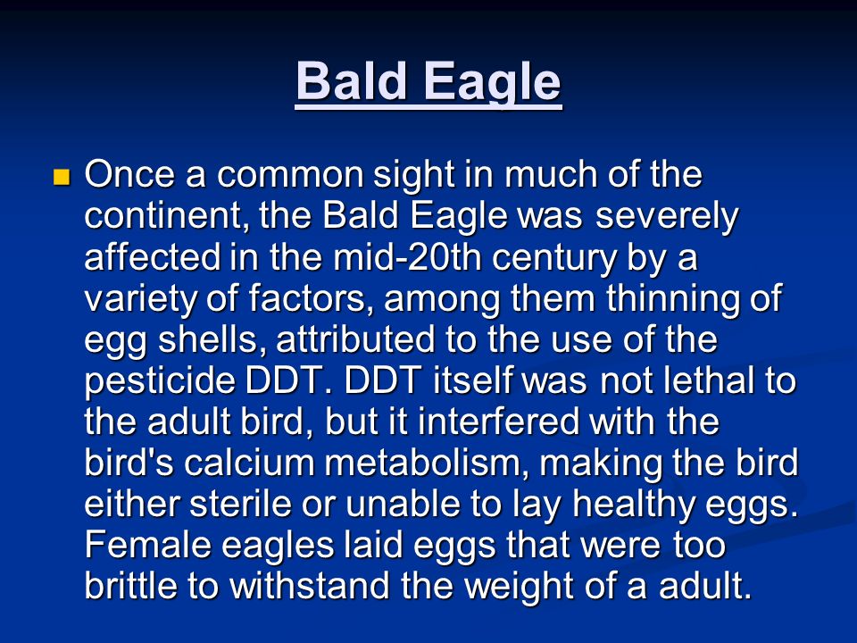 Once a common sight in much of the continent, the Bald Eagle was severely affected in the mid-20th century by a variety of factors, among them thinning of egg shells, attributed to the use of the pesticide DDT.