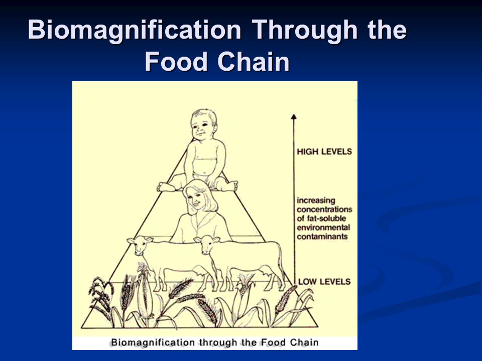 Biomagnification Through the Food Chain