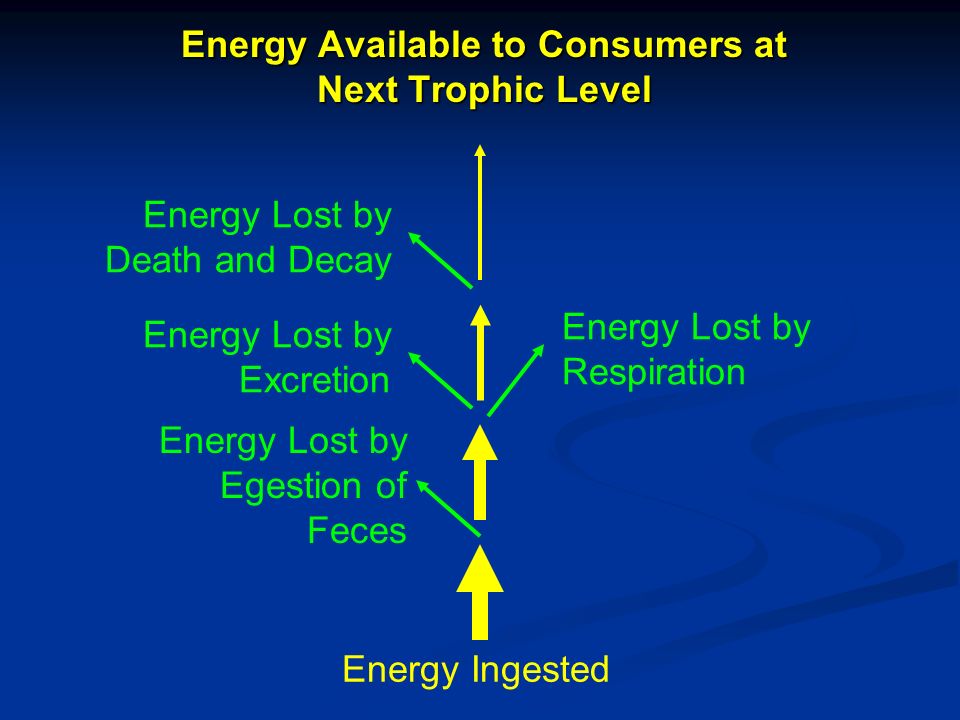 Energy Available to Consumers at Next Trophic Level Energy Lost by Respiration Energy Lost by Death and Decay Energy Lost by Excretion Energy Lost by Egestion of Feces Energy Ingested