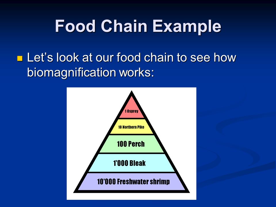 Food Chain Example Let’s look at our food chain to see how biomagnification works: Let’s look at our food chain to see how biomagnification works: