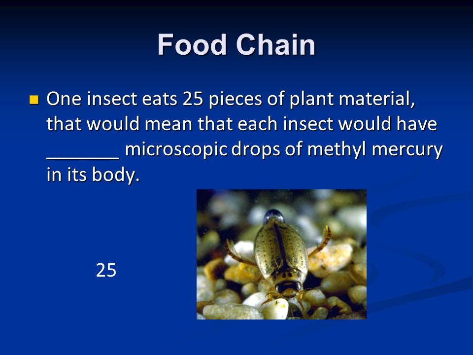Food Chain One insect eats 25 pieces of plant material, that would mean that each insect would have _______ microscopic drops of methyl mercury in its body.