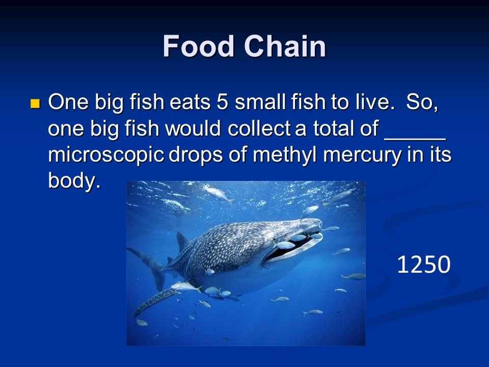 Food Chain One big fish eats 5 small fish to live.