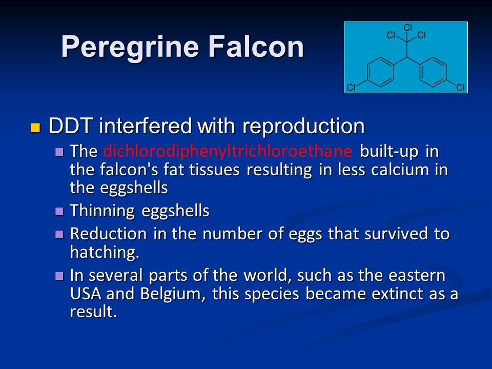 Peregrine Falcon DDT interfered with reproduction DDT interfered with reproduction The built-up in the falcon s fat tissues resulting in less calcium in the eggshells The dichlorodiphenyltrichloroethane built-up in the falcon s fat tissues resulting in less calcium in the eggshells Thinning eggshells Thinning eggshells Reduction in the number of eggs that survived to hatching.