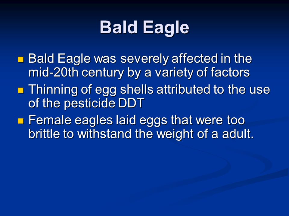 Bald Eagle Bald Eagle was severely affected in the mid-20th century by a variety of factors Bald Eagle was severely affected in the mid-20th century by a variety of factors Thinning of egg shells attributed to the use of the pesticide DDT Thinning of egg shells attributed to the use of the pesticide DDT Female eagles laid eggs that were too brittle to withstand the weight of a adult.