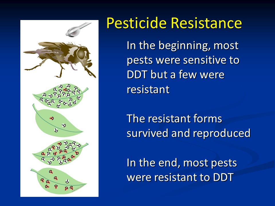 Pesticide Resistance In the beginning, most pests were sensitive to DDT but a few were resistant The resistant forms survived and reproduced In the end, most pests were resistant to DDT