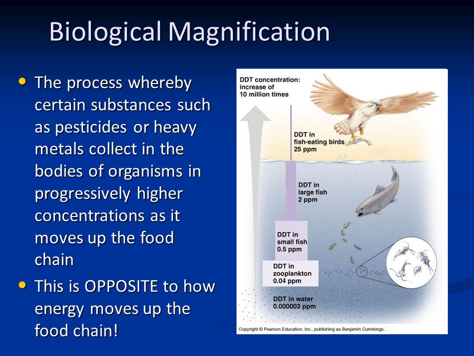 Biological Magnification The process whereby certain substances such as pesticides or heavy metals collect in the bodies of organisms in progressively higher concentrations as it moves up the food chain The process whereby certain substances such as pesticides or heavy metals collect in the bodies of organisms in progressively higher concentrations as it moves up the food chain This is OPPOSITE to how energy moves up the food chain.