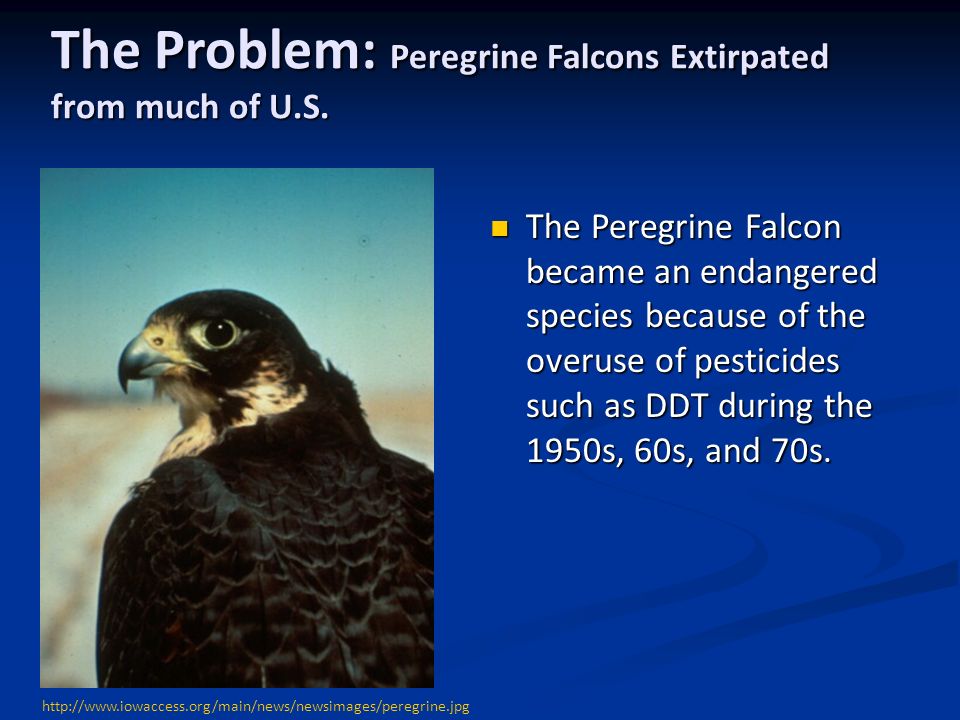 The Problem: Peregrine Falcons Extirpated from much of U.S.