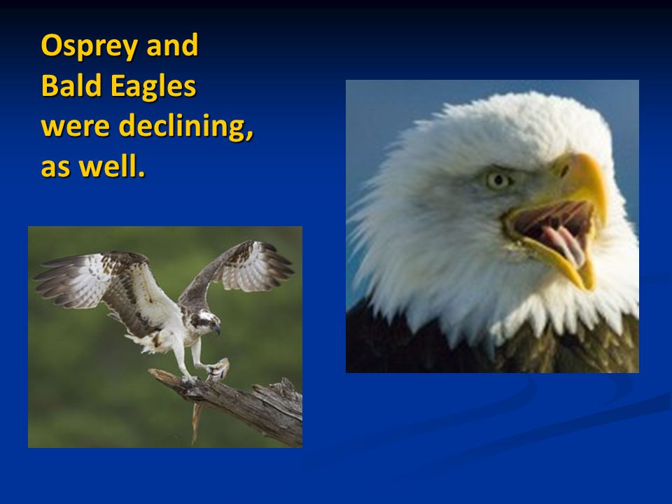 Osprey and Bald Eagles were declining, as well.