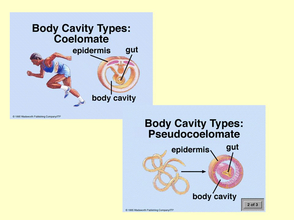 Internal Body Cavities Acoelomate: NO open space in which internal organs are located Coelomate: have a true Coelom - open space
