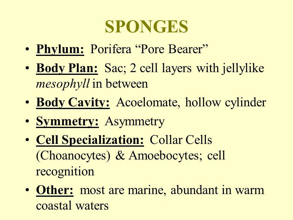 Classification Common Name: Sponge Scientific Name: Grantia Phylum: Porifera Class: Calcarea Other: 5,000 species; 150 species live in fresh water