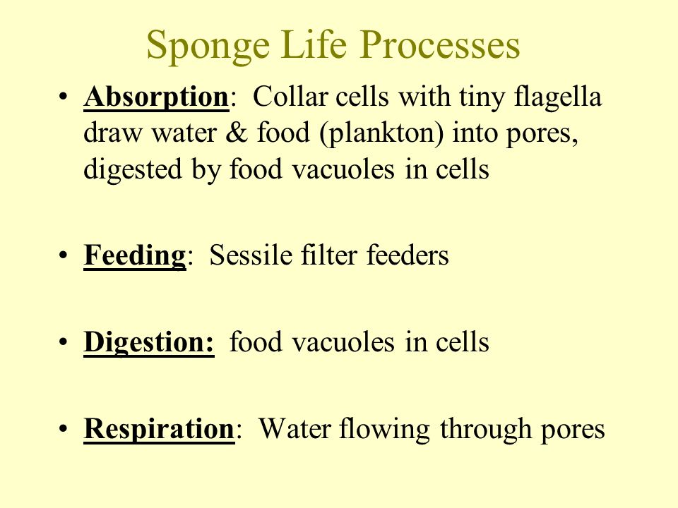 SPONGES Phylum: Porifera Pore Bearer Body Plan: Sac; 2 cell layers with jellylike mesophyll in between Body Cavity: Acoelomate, hollow cylinder Symmetry: Asymmetry Cell Specialization: Collar Cells (Choanocytes) & Amoebocytes; cell recognition Other: most are marine, abundant in warm coastal waters