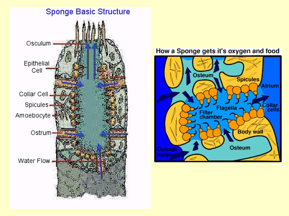 Sponge Life Processes Absorption: Collar cells with tiny flagella draw water & food (plankton) into pores, digested by food vacuoles in cells Feeding: Sessile filter feeders Digestion: food vacuoles in cells Respiration: Water flowing through pores