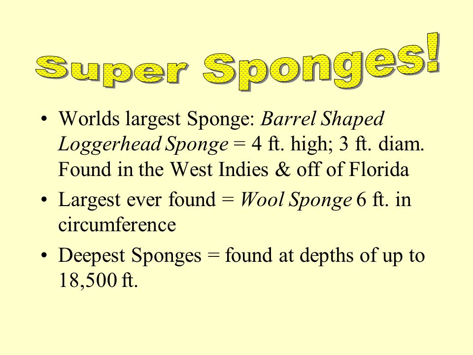 Question: How much deeper would the oceans be if sponges didn’t live there.