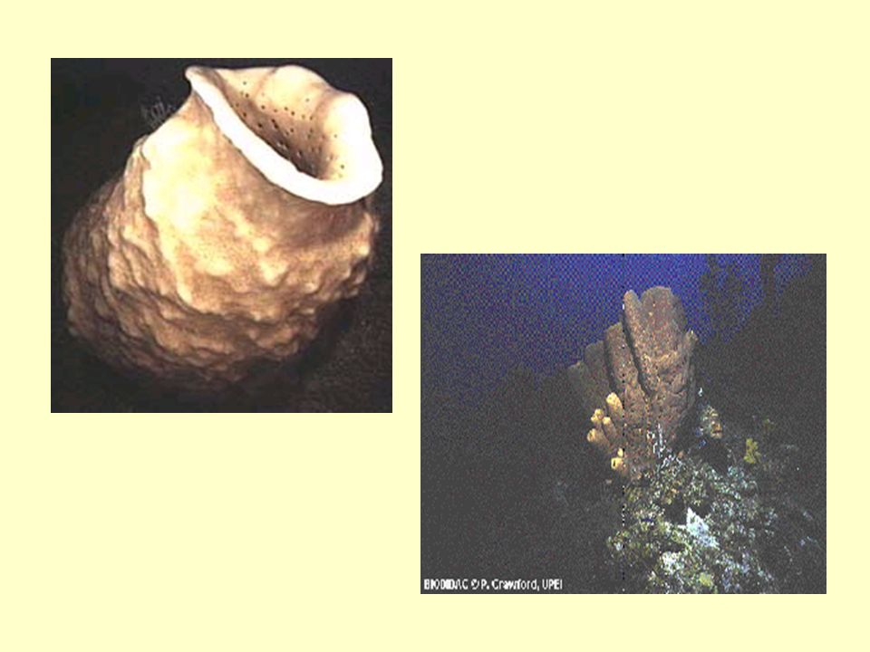 Worlds largest Sponge: Barrel Shaped Loggerhead Sponge = 4 ft.