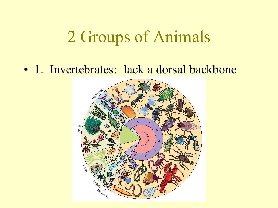 Animal Characteristics Heterotrophic- have to take in food Generally have an active lifestyle Multicellular Organized cells into tissues, tissues into organs