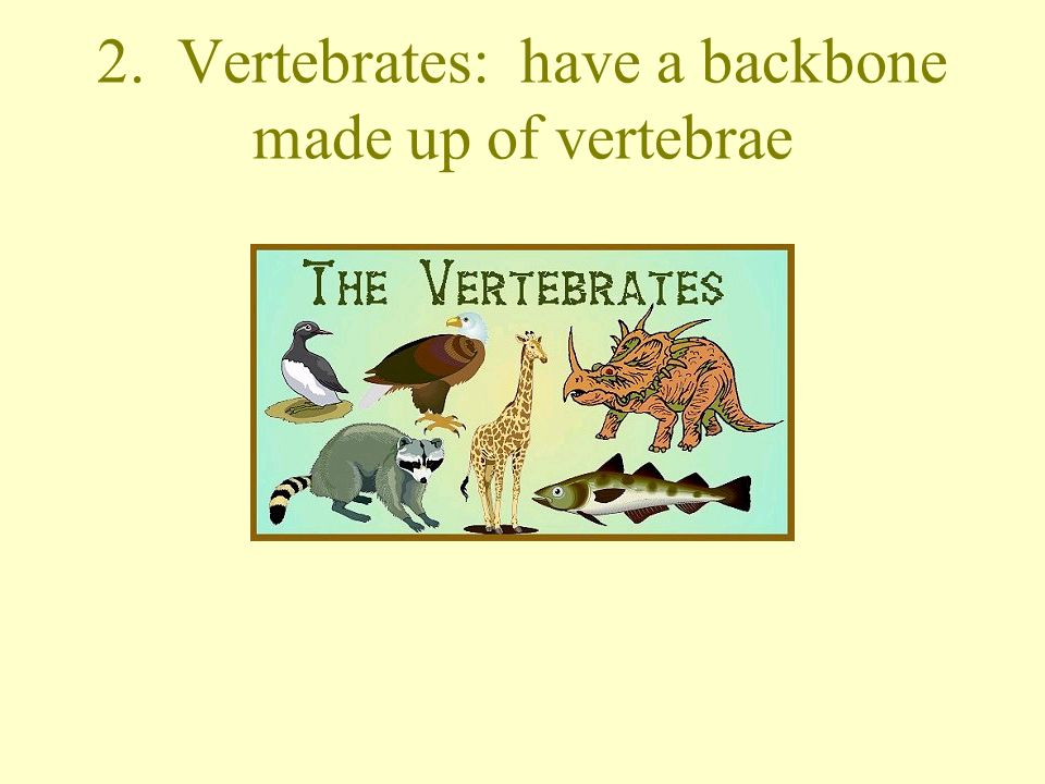 2 Groups of Animals 1. Invertebrates: lack a dorsal backbone