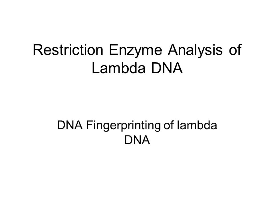 Restriction Enzyme Analysis of Lambda DNA DNA Fingerprinting of lambda DNA