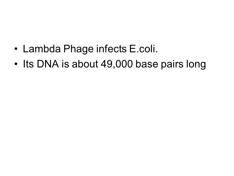 Lambda Phage infects E.coli. Its DNA is about 49,000 base pairs long