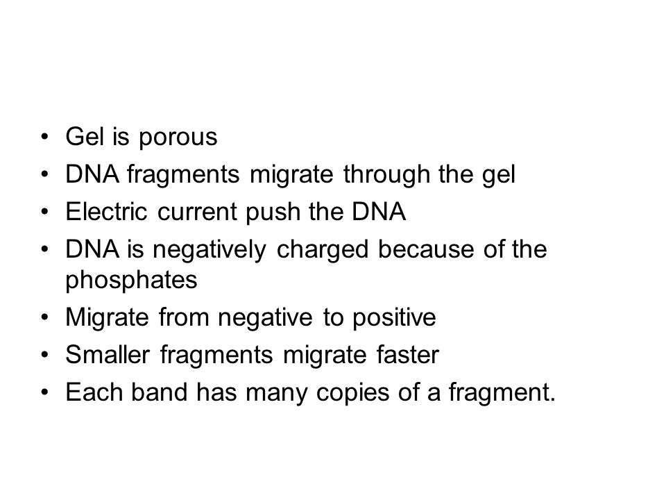 Gel is porous DNA fragments migrate through the gel Electric current push the DNA DNA is negatively charged because of the phosphates Migrate from negative to positive Smaller fragments migrate faster Each band has many copies of a fragment.