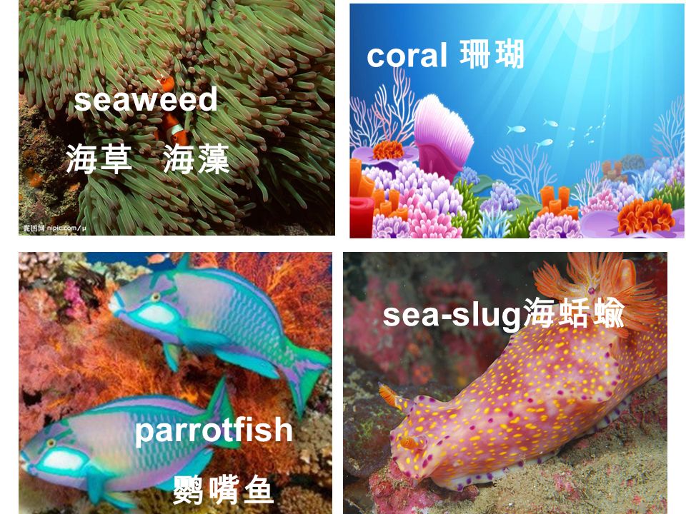 the sea       seaweed 海草 海藻 coral 珊瑚 parrotfish 鹦嘴鱼 sea