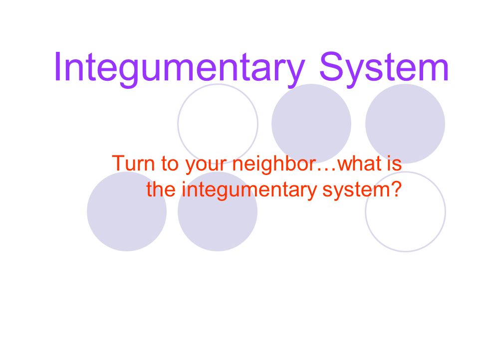 Integumentary System Turn to your neighbor…what is the integumentary system