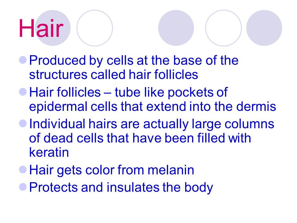 Hair Produced by cells at the base of the structures called hair follicles Hair follicles – tube like pockets of epidermal cells that extend into the dermis Individual hairs are actually large columns of dead cells that have been filled with keratin Hair gets color from melanin Protects and insulates the body