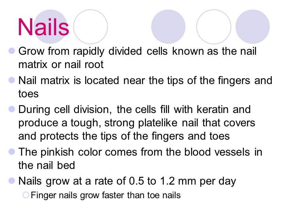 Nails Grow from rapidly divided cells known as the nail matrix or nail root Nail matrix is located near the tips of the fingers and toes During cell division, the cells fill with keratin and produce a tough, strong platelike nail that covers and protects the tips of the fingers and toes The pinkish color comes from the blood vessels in the nail bed Nails grow at a rate of 0.5 to 1.2 mm per day  Finger nails grow faster than toe nails