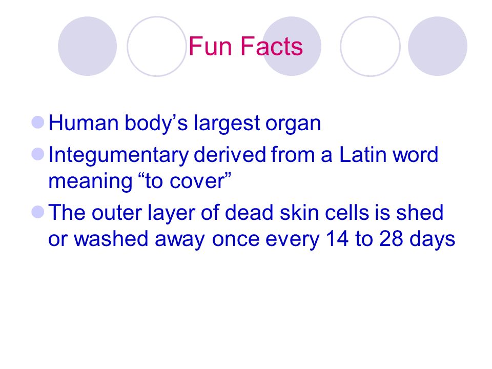 Fun Facts Human body’s largest organ Integumentary derived from a Latin word meaning to cover The outer layer of dead skin cells is shed or washed away once every 14 to 28 days