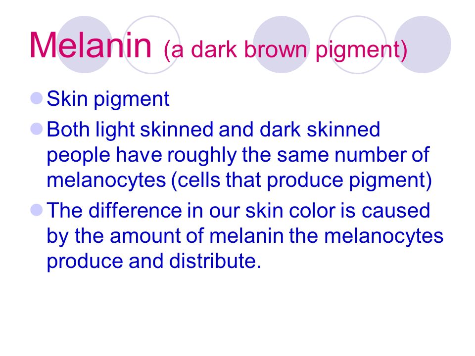 Melanin (a dark brown pigment) Skin pigment Both light skinned and dark skinned people have roughly the same number of melanocytes (cells that produce pigment) The difference in our skin color is caused by the amount of melanin the melanocytes produce and distribute.