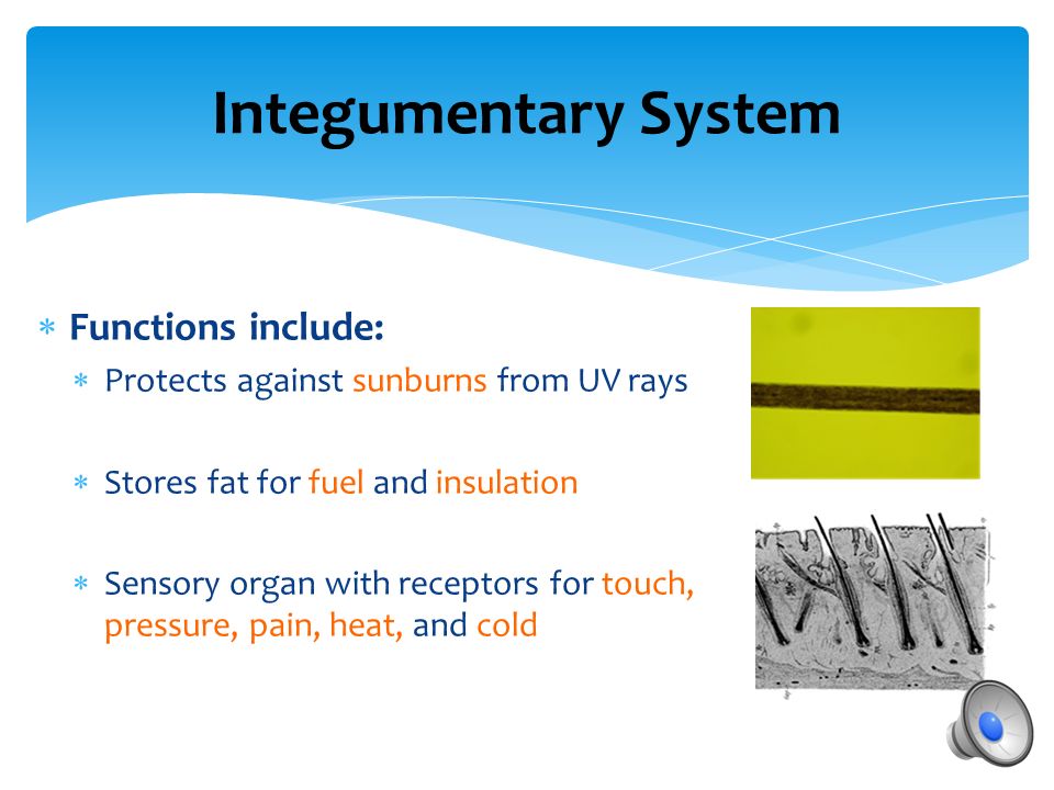 Integumentary System  Functions include:  Regulates body temperature through sweat and regulating peripheral blood flow  Removes waste from the body through perspiration  Generates vitamin D through exposure to UV light