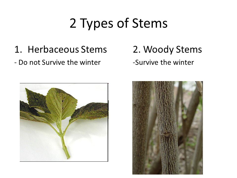 2 Types of Stems 1.Herbaceous Stems2. Woody Stems - Do not Survive the winter-Survive the winter