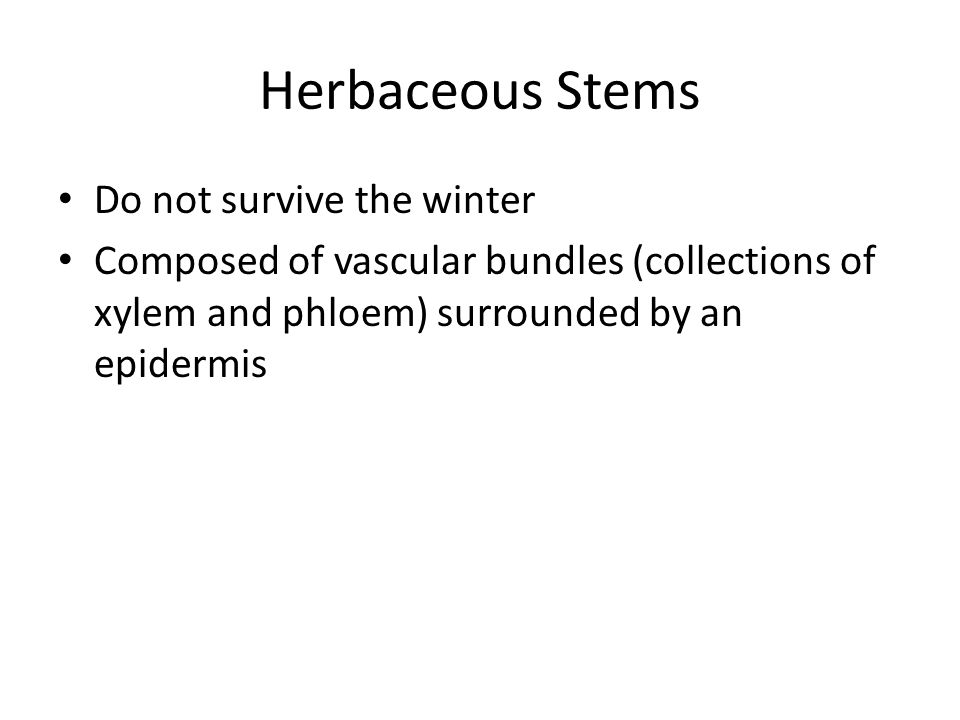 Herbaceous Stems Do not survive the winter Composed of vascular bundles (collections of xylem and phloem) surrounded by an epidermis