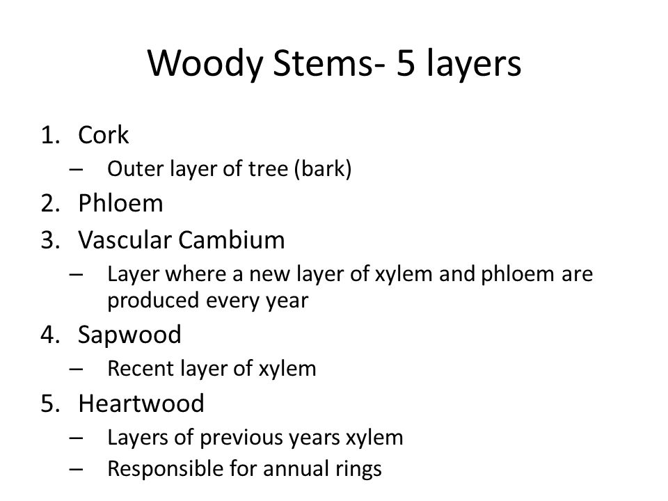 Woody Stems- 5 layers 1.Cork – Outer layer of tree (bark) 2.Phloem 3.Vascular Cambium – Layer where a new layer of xylem and phloem are produced every year 4.Sapwood – Recent layer of xylem 5.Heartwood – Layers of previous years xylem – Responsible for annual rings
